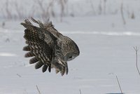 Great Gray Owl - Strix nebulosa