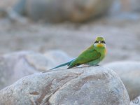 Swallow-tailed Bee-eater - Merops hirundineus