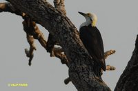 White Woodpecker - Melanerpes candidus