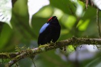 Blue-backed Manakin - Chiroxiphia pareola