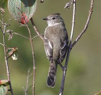 Plain-crested Elaenia - Elaenia cristata