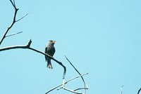 Blackish Pewee - Contopus nigrescens