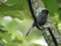 Yellow-eyed Black-Flycatcher - Melaenornis ardesiacus