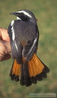 White-throated Robin-Chat - Cossypha humeralis