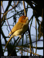 Rufous-headed Parrotbill - Paradoxornis ruficeps