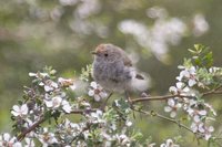 Tasmanian Thornbill - Acanthiza ewingii