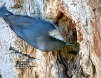 Pygmy Nuthatch - Sitta pygmaea