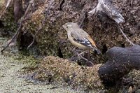 Spotted Pardalote - Pardalotus punctatus