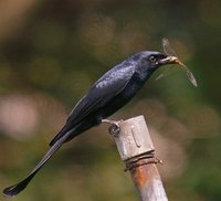 Black Drongo - Dicrurus macrocercus