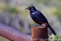 Red-winged Starling - Onychognathus morio