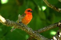 Red Fody - Foudia madagascariensis