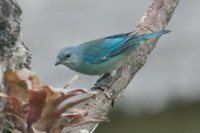 Azure-shouldered Tanager - Thraupis cyanoptera