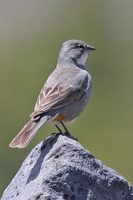 Common Diuca-Finch - Diuca diuca