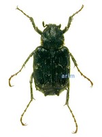 Nipponovalgus angusticollis - 넓적꽃무지