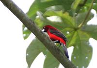 Crimson-backed Tanager