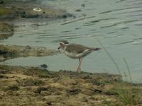 Three-banded Plover (Trebandad strandpipare) -Charadrius tricollaris