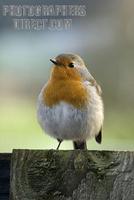 Robin , Erithacus rubercula , European , garden bird stock photo