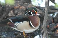 Wood Duck (Aix sponsa)