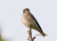 Dark-sided flycatcher C20D 03927.jpg