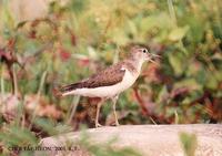 깝짝도요 Common Sandpiper Tringa hypoleucos