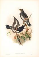 Hart after Gould Siberian Thrush (Cichloselys sibiricus)