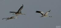 검은목두루미(Grus grus)  (Common Crane)