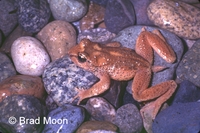 : Ascaphus montanus; Tailed Frog
