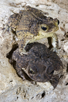 : Bufo lemur; Puerto Rican Crested Toad