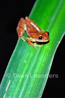 : Dendropsophus phlebodes