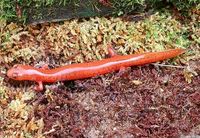 : Gyrinophilus porphyriticus duryi; Kentucky Spring Salamander