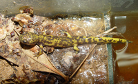 : Paradactylodon gorganensis