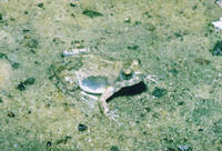 : Phrynobatrachus mababiensis; Mababe Puddle Frog