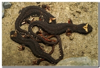 : Salamandrina terdigitata; Spectacled Salamander