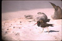 : Haematopus palliatus galapagensis; Galapagos American Oystercatcher