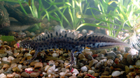 : Triturus karelinii; Southern Crested Newt