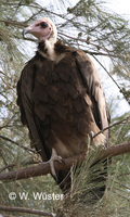 : Necrosyrtes monachus; Hooded Vulture