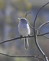 : Polioptila caerulea; Blue-gray Gnatcatcher