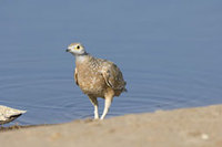 : Pterocles burchelli; Burchell's Sandgrouse