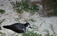 : Pterodroma hypoleuca; Bonin Petrel