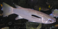 : Liza vaigiensis; Squaretail Mullet