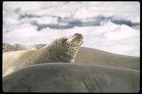 : Lobodon carcinophagus; Crabeater Seal