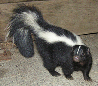 : Mephitis mephitis; Striped Skunk