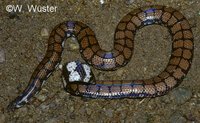 : Cylindrophis maculatus; Sri Lankan Pipesnake