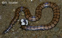 : Cylindrophis maculatus; Sri Lankan Pipesnake