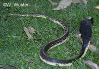 : Naja siamensis; Indochinese Spitting Cobra
