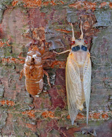: Magicicada sp.; 17-year Periodical Cicada