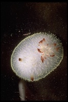 : Acanthodoris nanaimoensis; Wine-plume Dorid