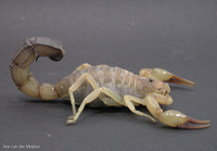 : Androctonus australis; Sahara Scorpion