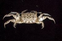 : Macrophthalmus serenei