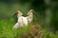 朱鹮，学名Nipponia nippon，英文名Japanese Crested Ibis